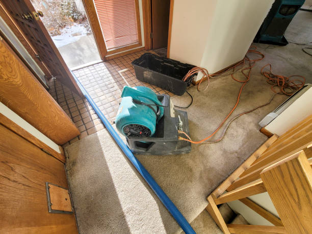Best Mold removal after water damage  in Port St Joe, FL